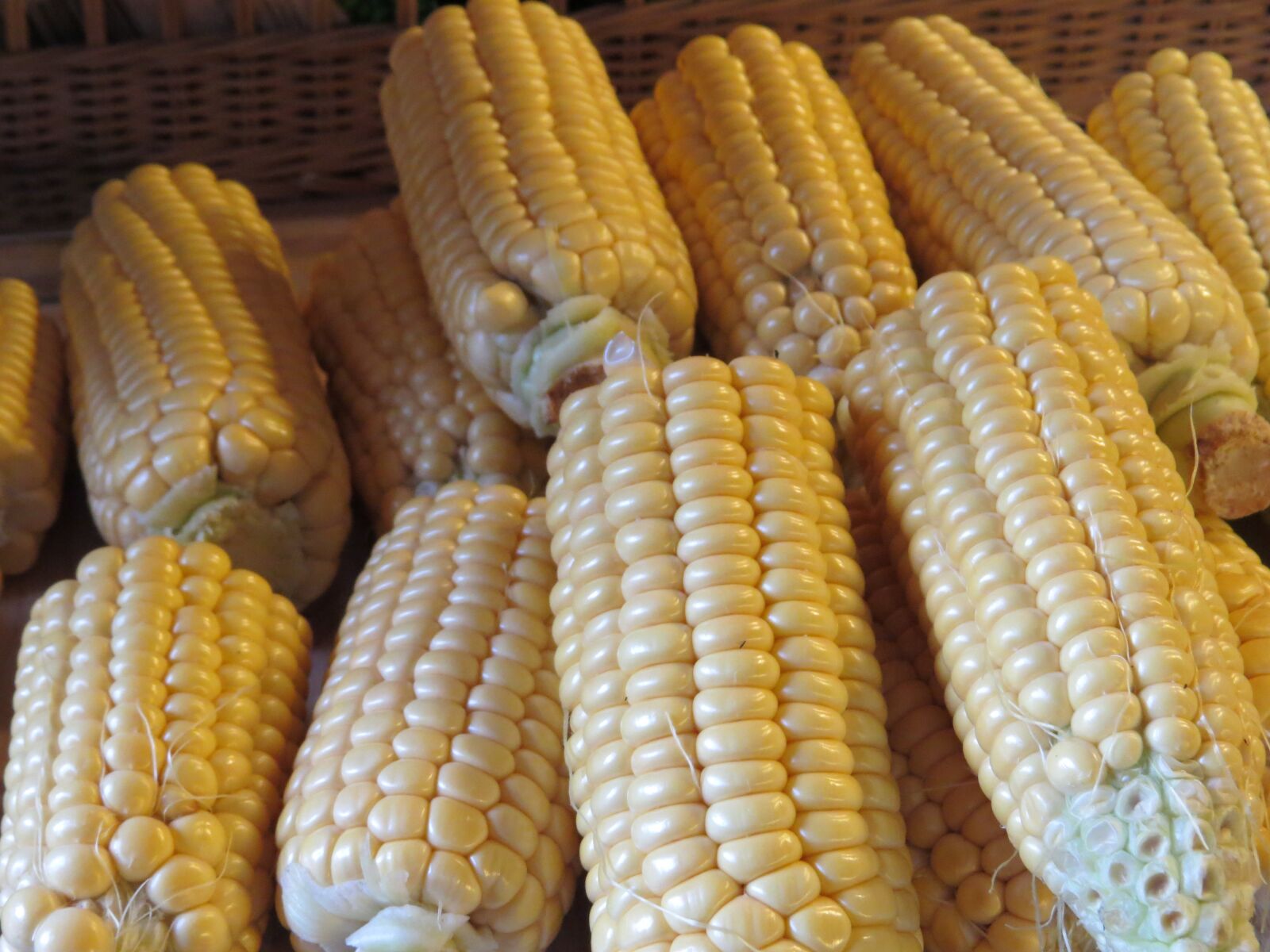 Canon PowerShot SX50 HS sample photo. Corn, corn on the photography