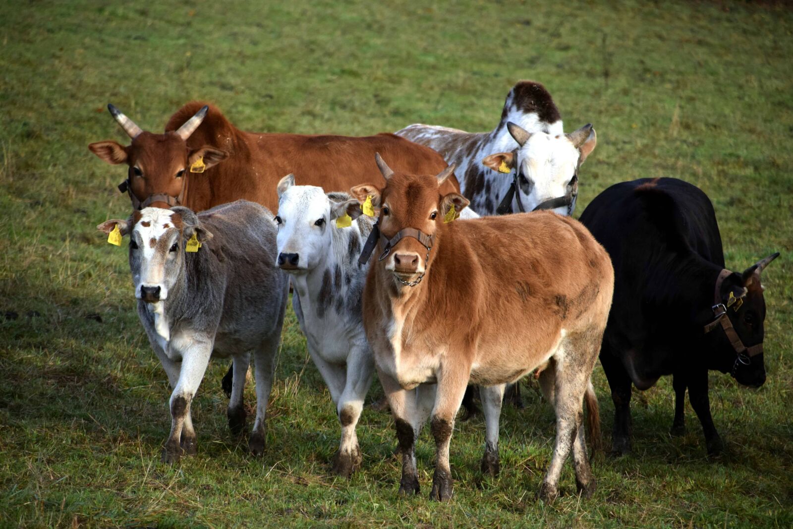 Nikon D3300 sample photo. Cow, grassland, grass, livestock photography