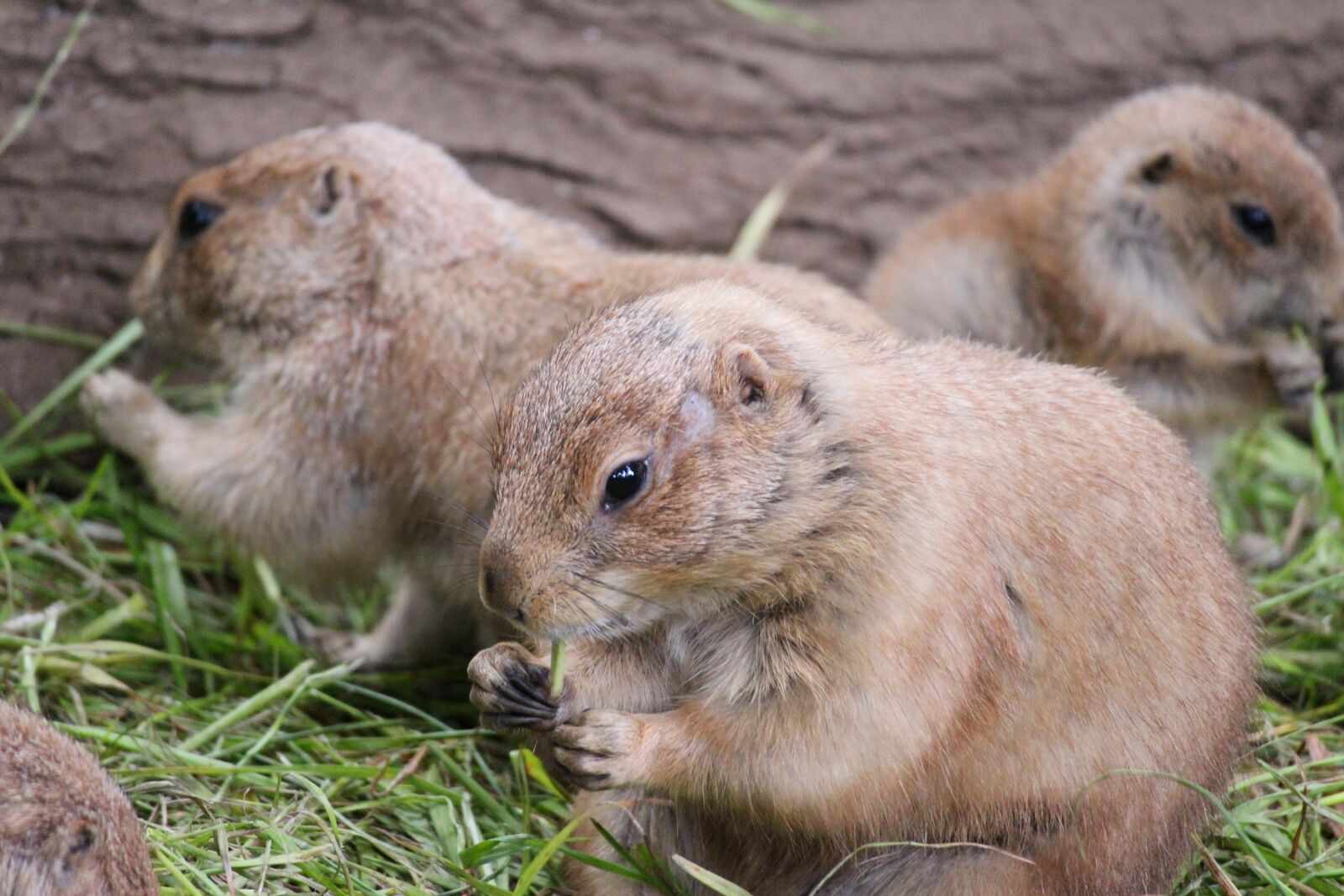 Canon EOS M2 sample photo. Prairie dog, animal, cute photography