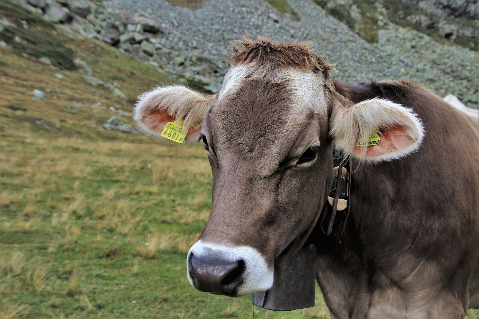 Canon EOS 80D sample photo. Cow, grazing, eco photography