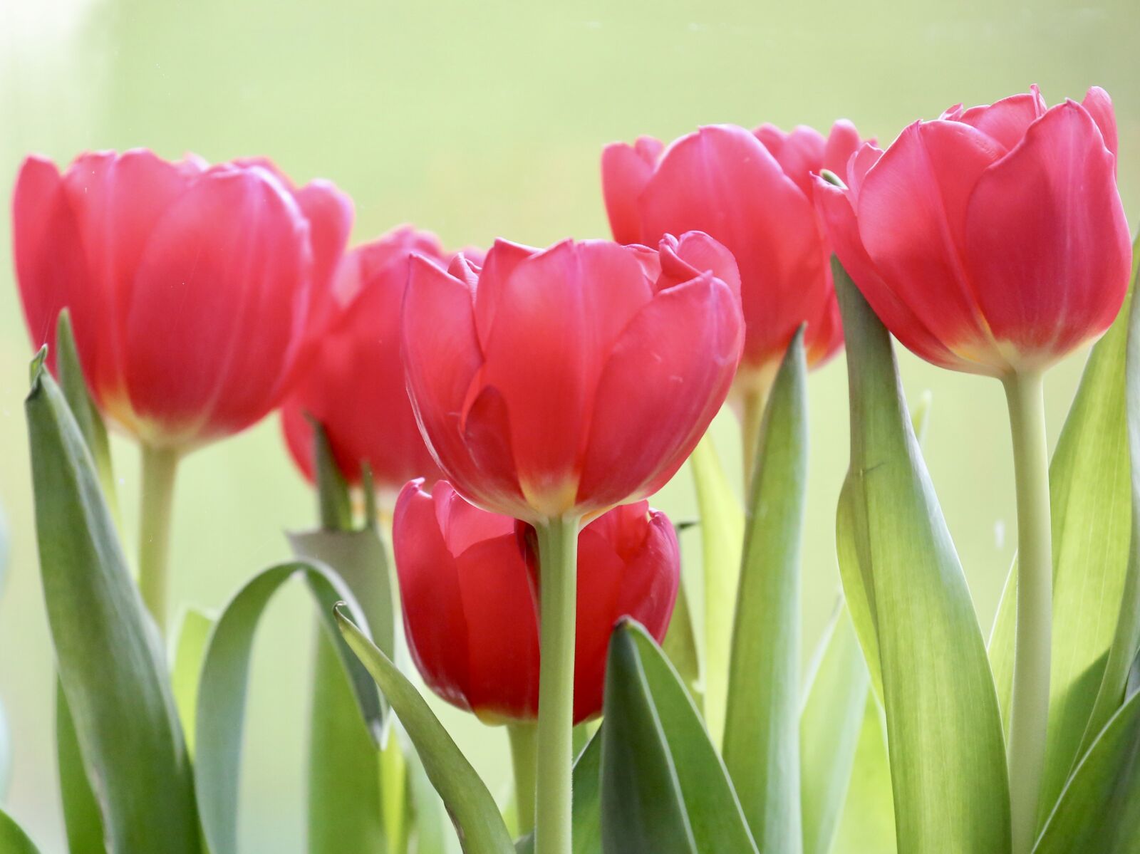 Canon EOS 5D Mark III sample photo. Tulip, nature, plant photography