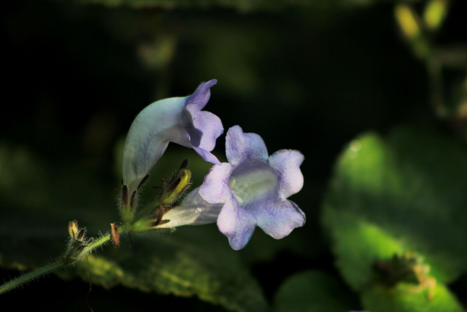 Canon EOS 600D (Rebel EOS T3i / EOS Kiss X5) sample photo. Strobilanthes rakanensis, blue, flower photography