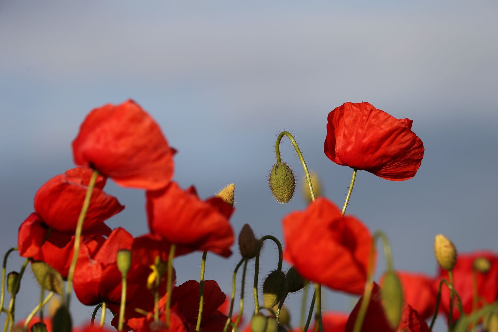 Canon EOS 6D + Canon EF 70-300 F4-5.6 IS II USM sample photo. Red poppies in wind photography