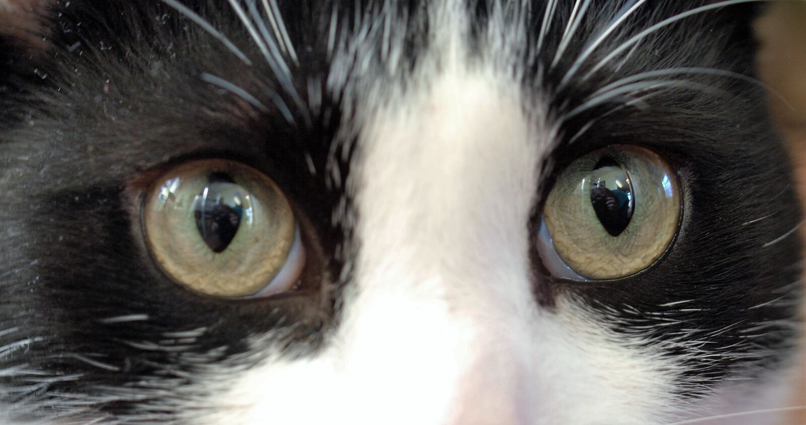 Olympus E-520 (EVOLT E-520) sample photo. Eyeball, eyesight, eyelash photography
