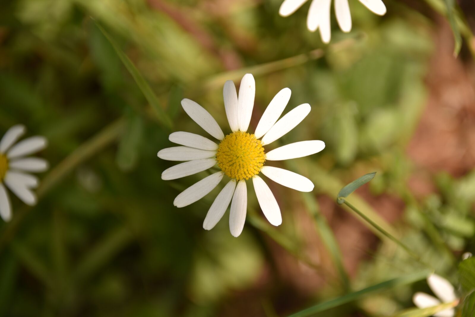 Nikon D5600 sample photo. Flower, marguerite, flowers with photography