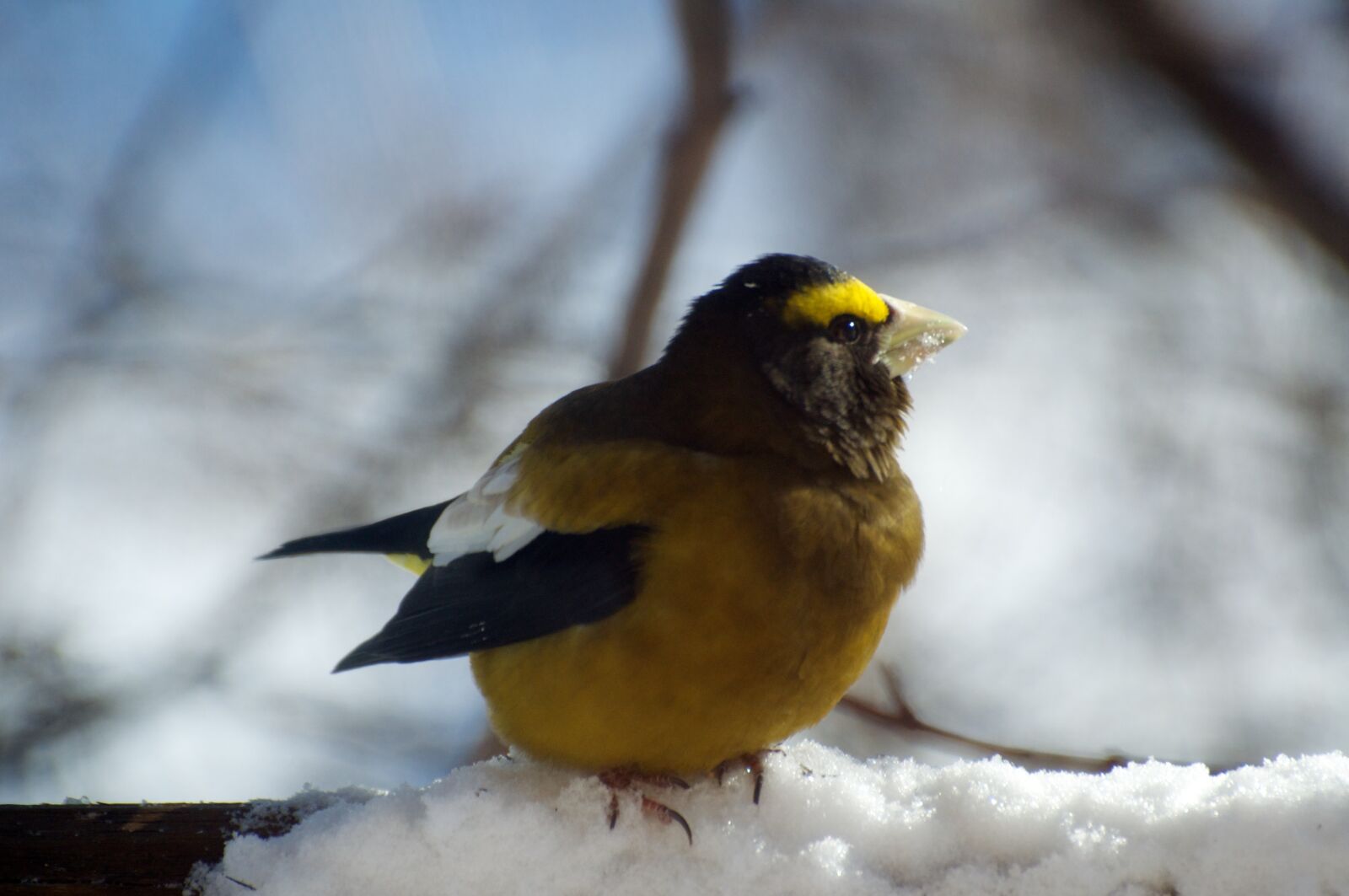 Nikon D90 sample photo. Bird, nature, winter photography