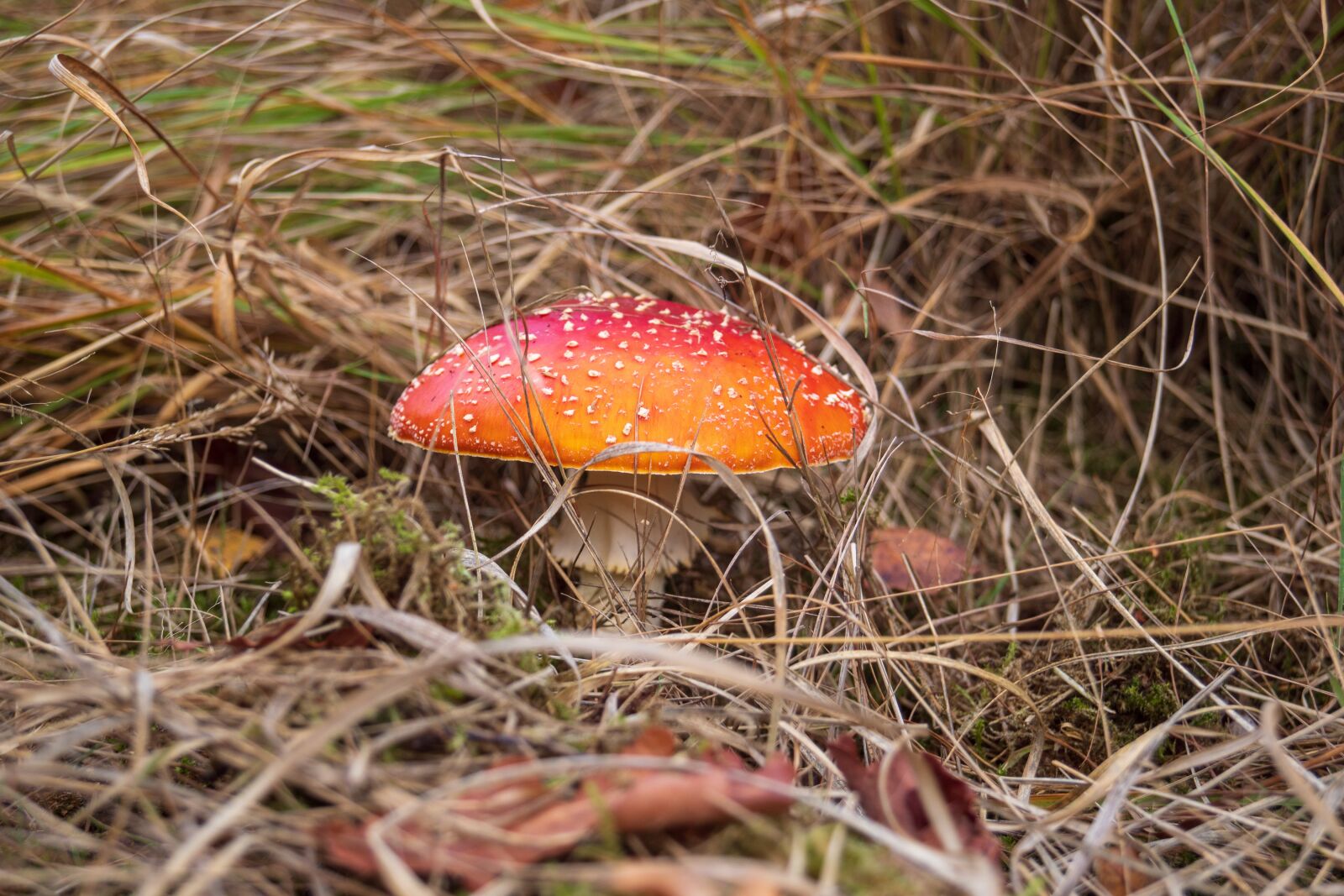 Sony SLT-A68 sample photo. Mushroom, forest, autumn photography