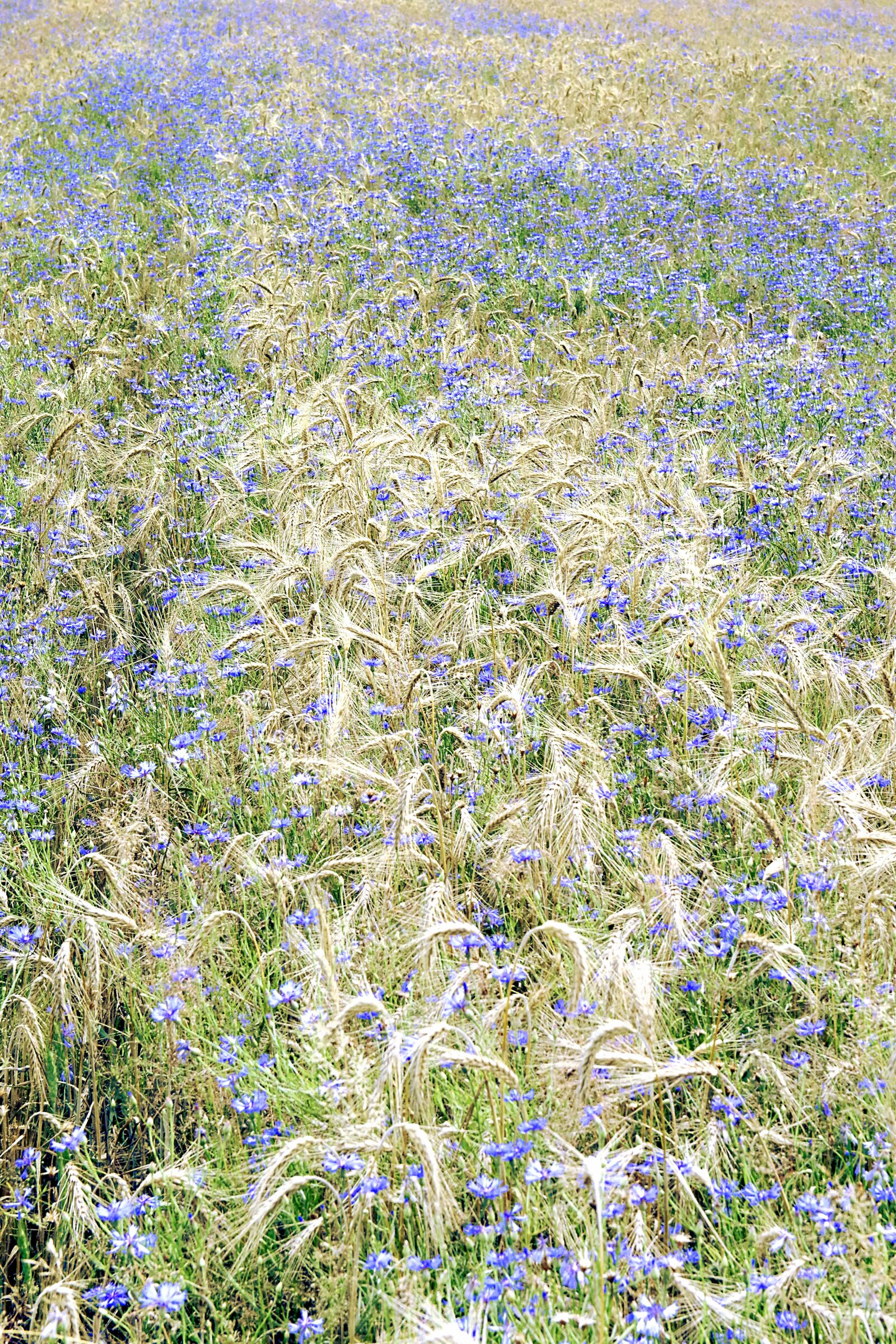 Pentax K-S2 sample photo. Cornflowers, corn, field photography
