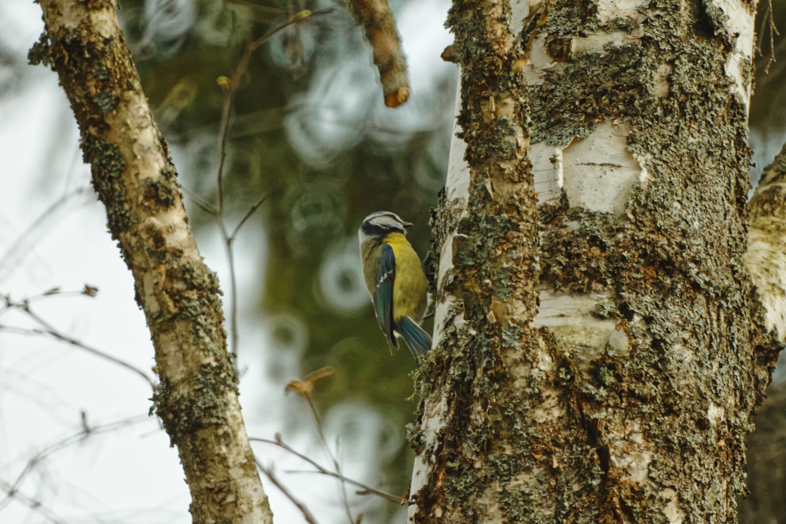 Canon EOS 500D (EOS Rebel T1i / EOS Kiss X3) sample photo. Bird, tit, ornithology photography