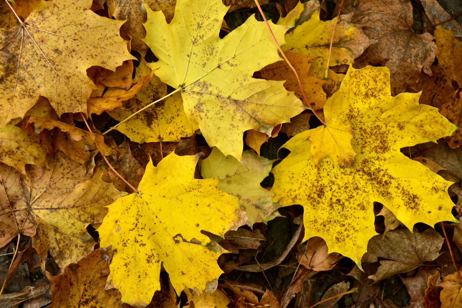 Nikon D750 sample photo. Leaves, maple, autumn photography