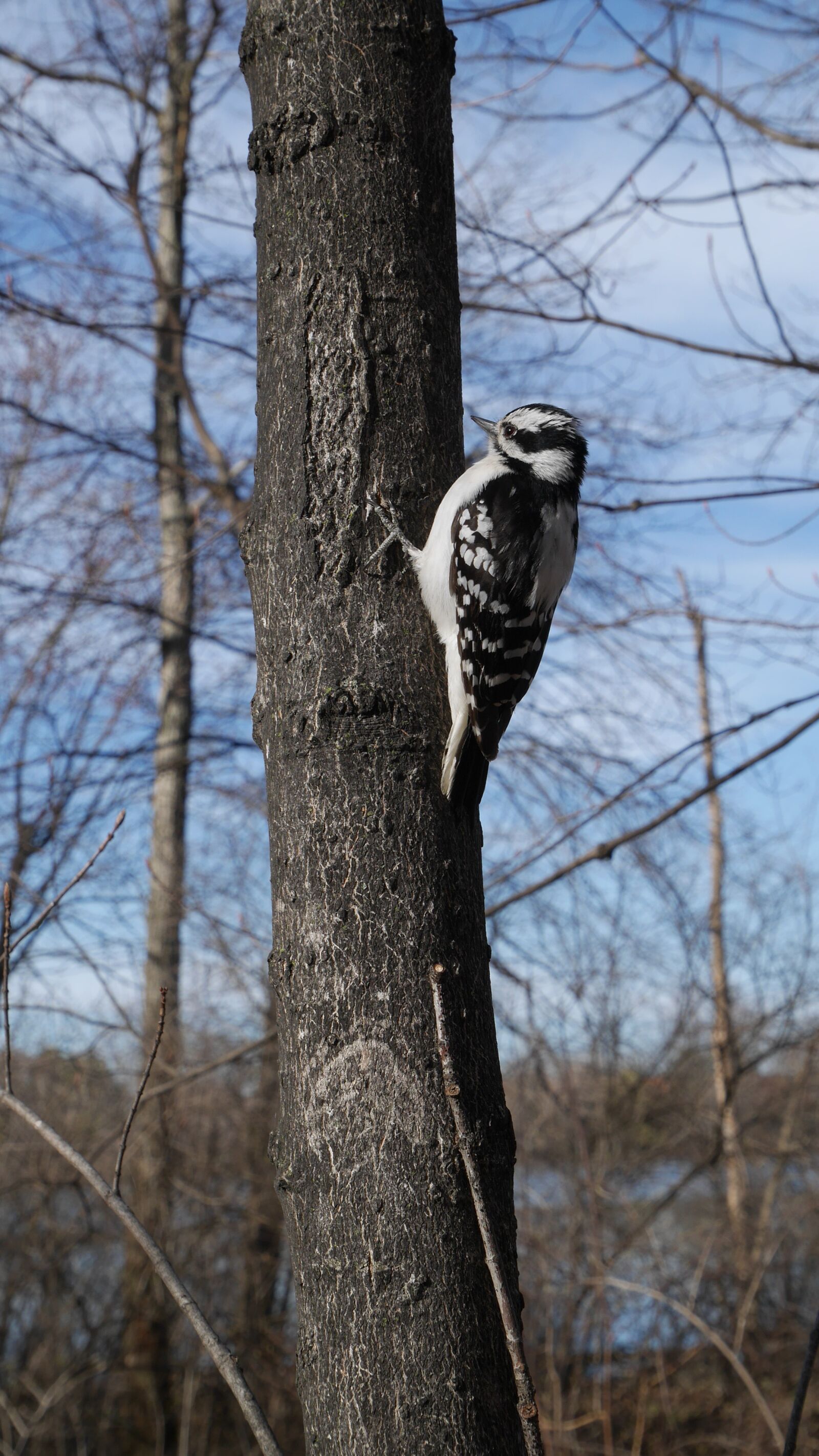 Panasonic Lumix DMC-GF7 sample photo. Woodpecker, bird, canada photography