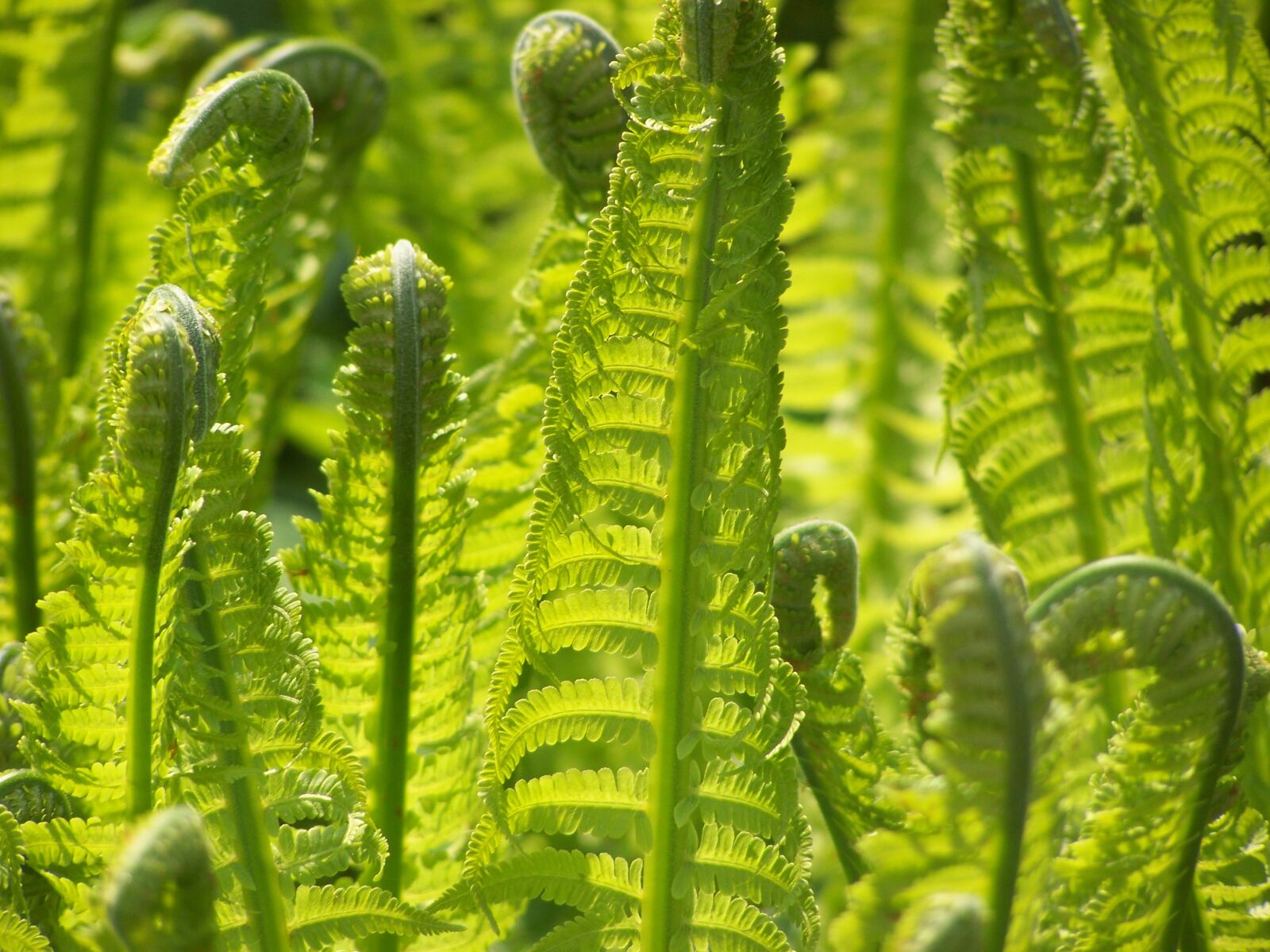 Kodak EASYSHARE ZD710 ZOOM DIGITAL CAMERA sample photo. Fern, nature, green photography