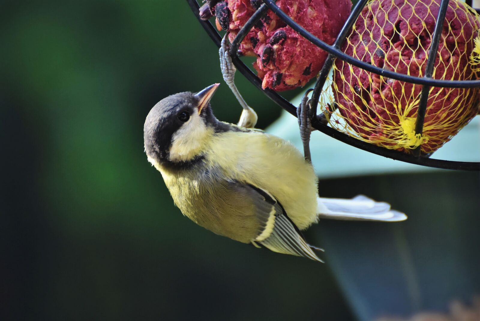 Nikon D7200 sample photo. Tit, songbird, small bird photography