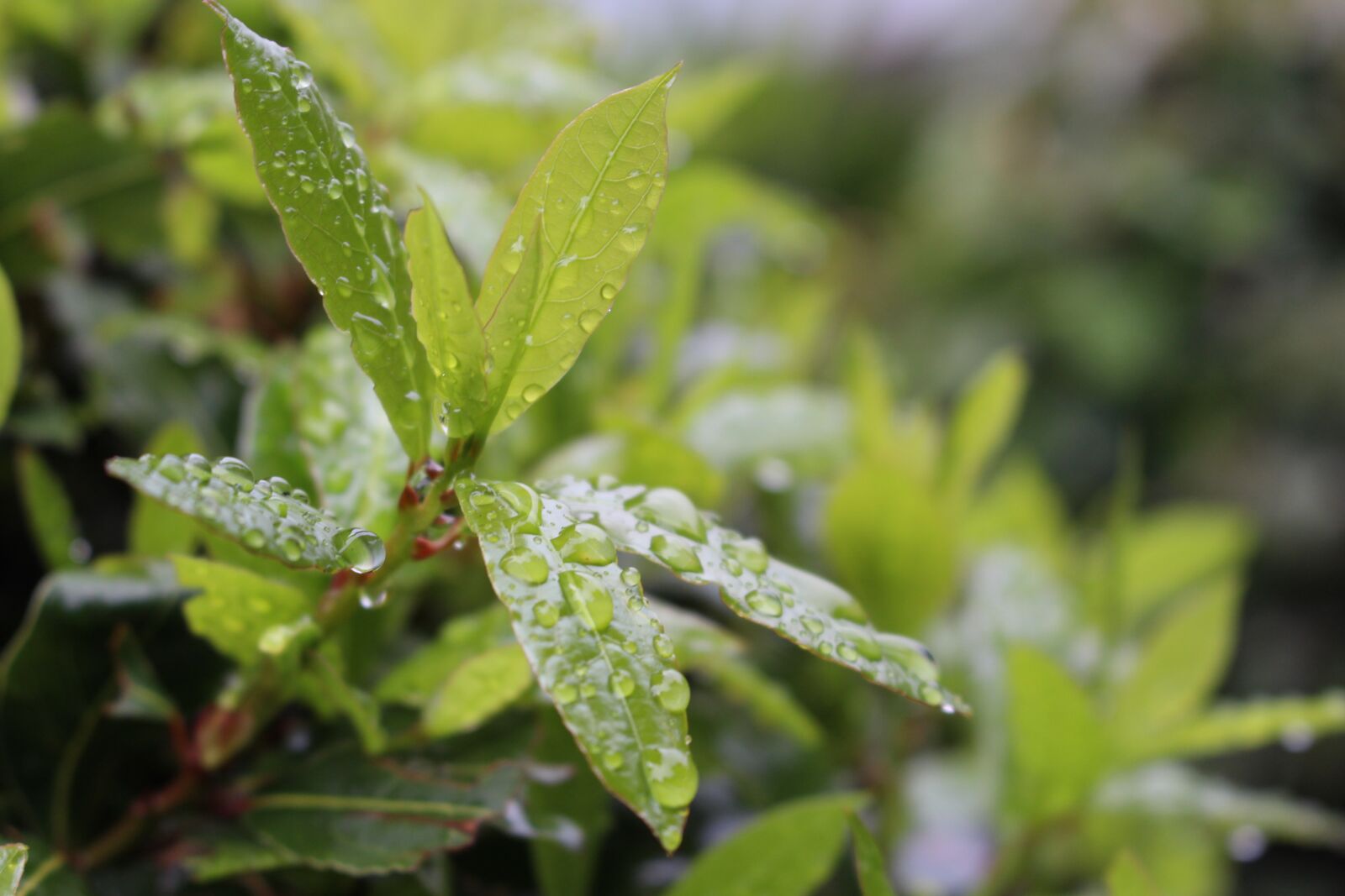 Canon EOS 700D (EOS Rebel T5i / EOS Kiss X7i) sample photo. Plant, water, moist photography