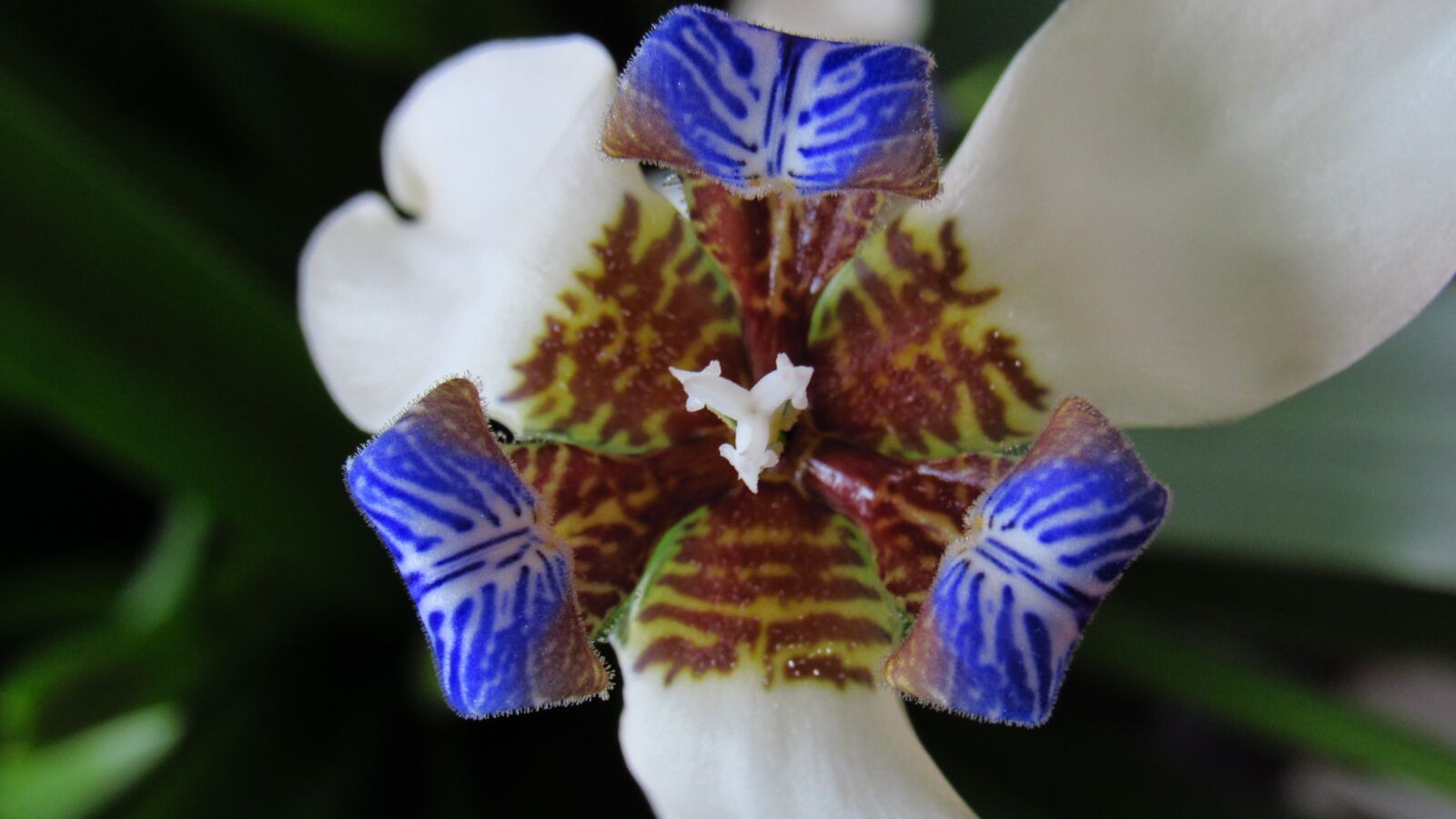 Canon PowerShot SX520 HS sample photo. Orchid, flower, garden photography