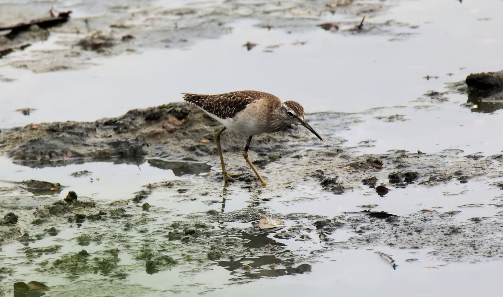 Olympus OM-D E-M1 sample photo. Migratory, bird, wild photography