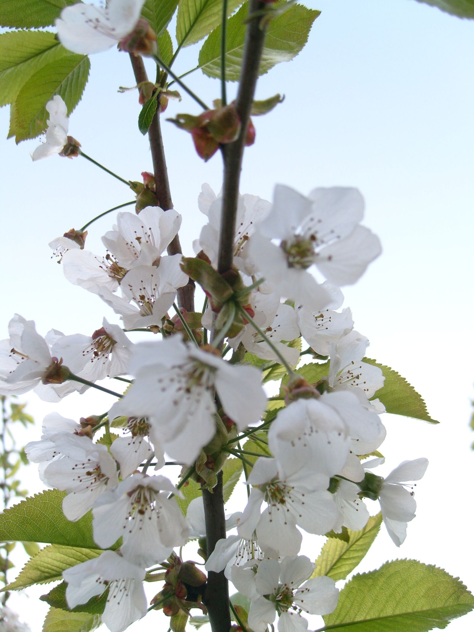 Samsung KENOX S730  / Samsung S730 sample photo. Flowers, spring, nature photography