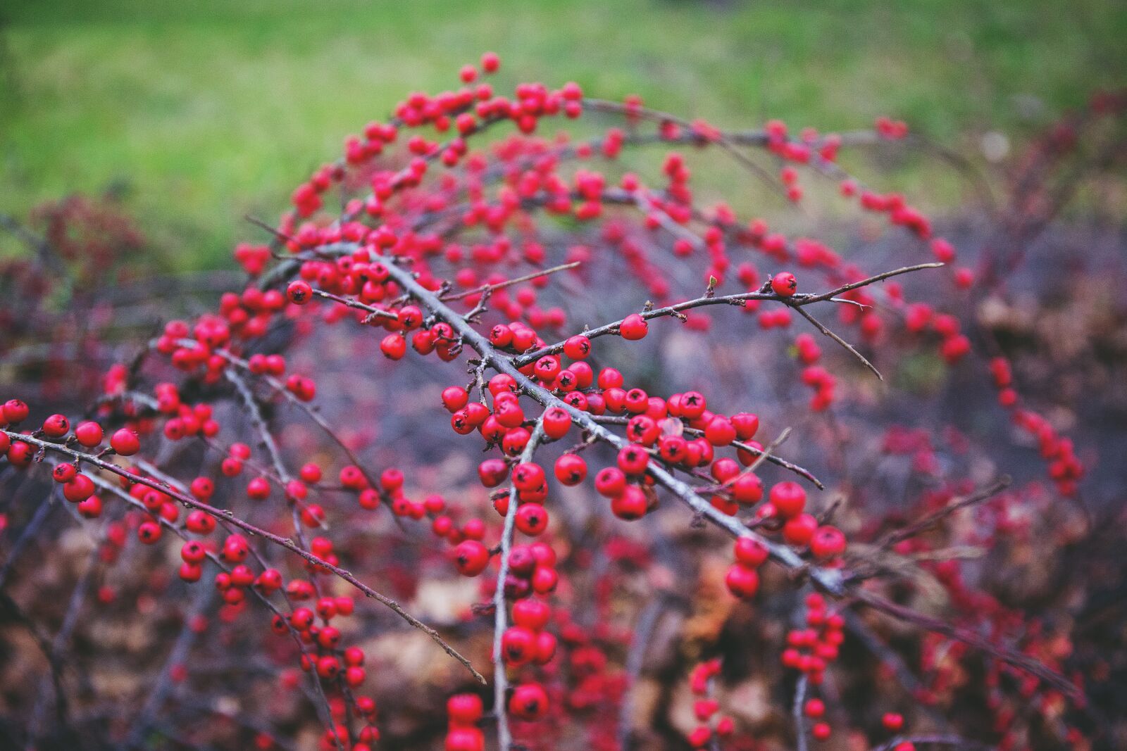 Canon EF 24-70mm F4L IS USM sample photo. Nature, autumn, branch photography
