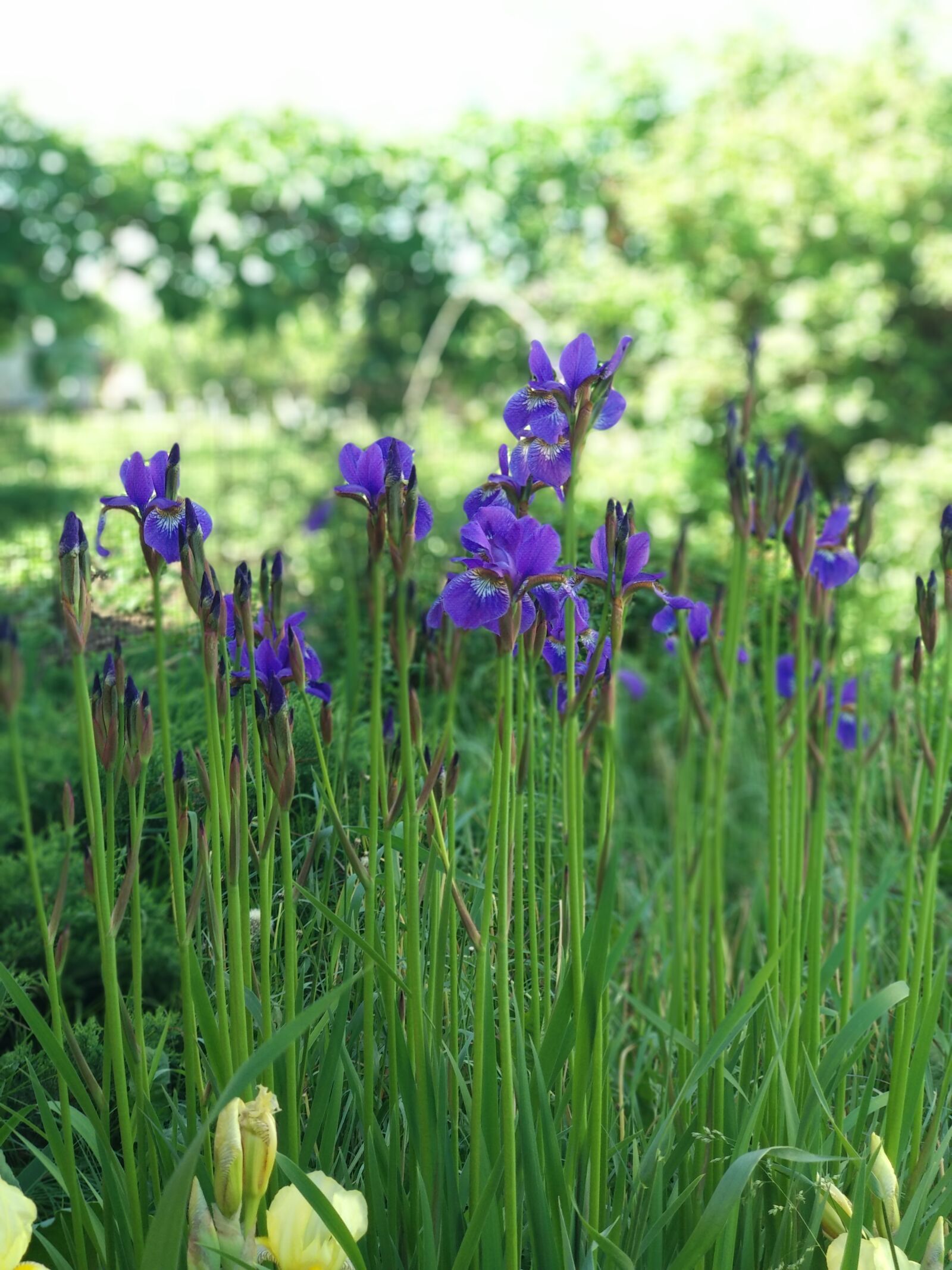 Xiaomi Mi A1 sample photo. Summer, irises photography