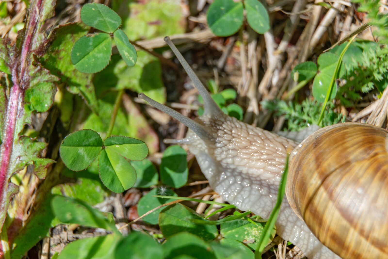 Nikon D3300 sample photo. Snail, nature, slowly photography