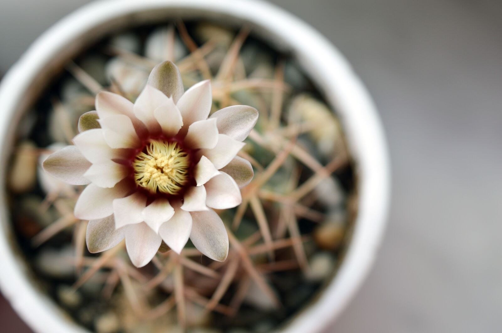 Nikon D3200 sample photo. Gymnocalycium, cactus flower, cactus photography