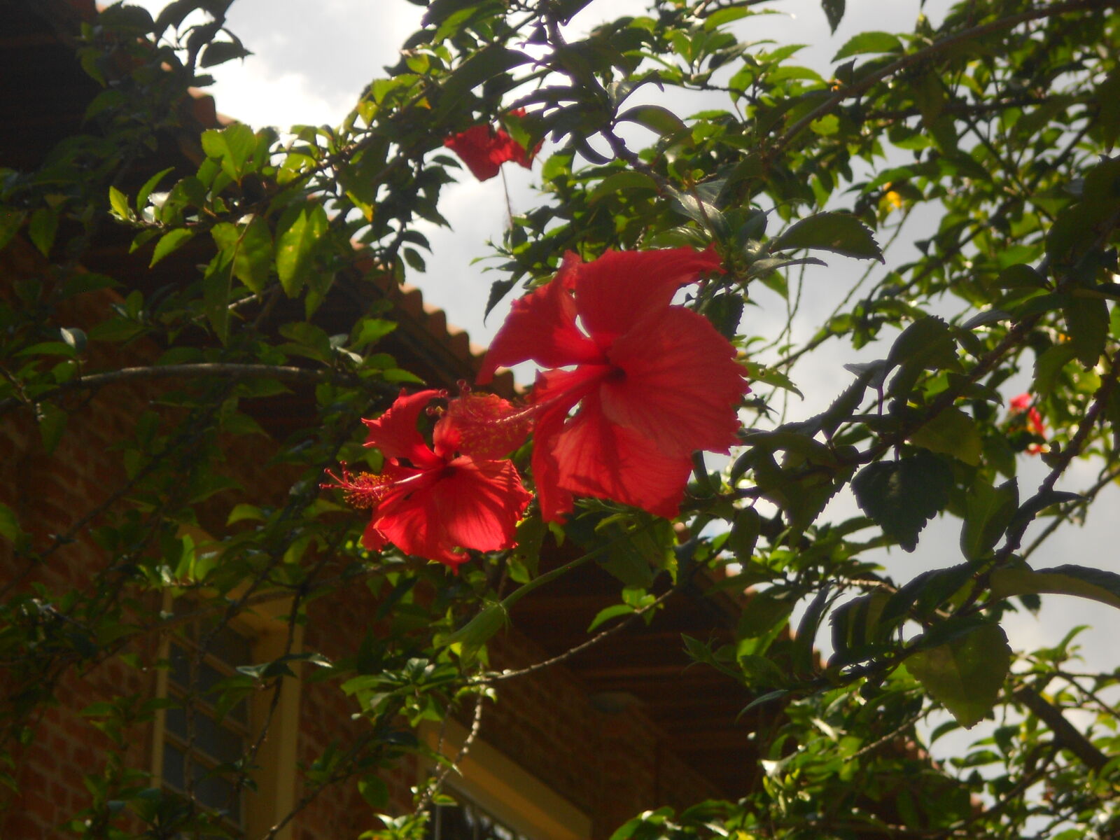 Nikon COOLPIX S2600 sample photo