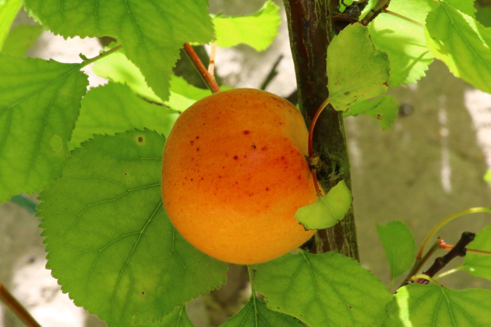 Canon EOS 70D sample photo. Apricot, fruit tree, garden photography