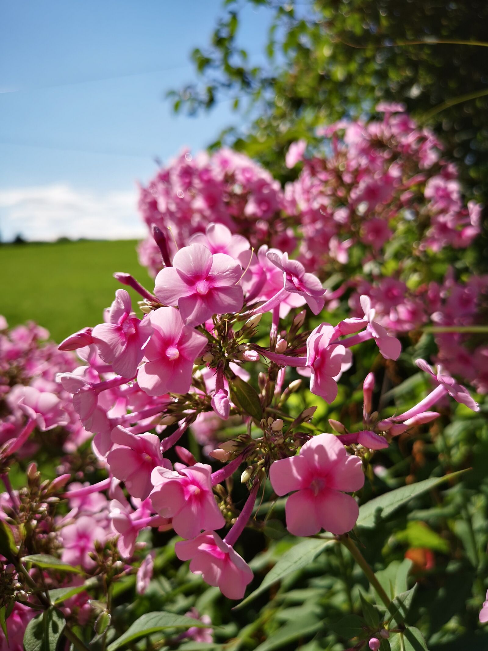 HUAWEI CLT-L29 sample photo. Flowers, pink flowers, plant photography