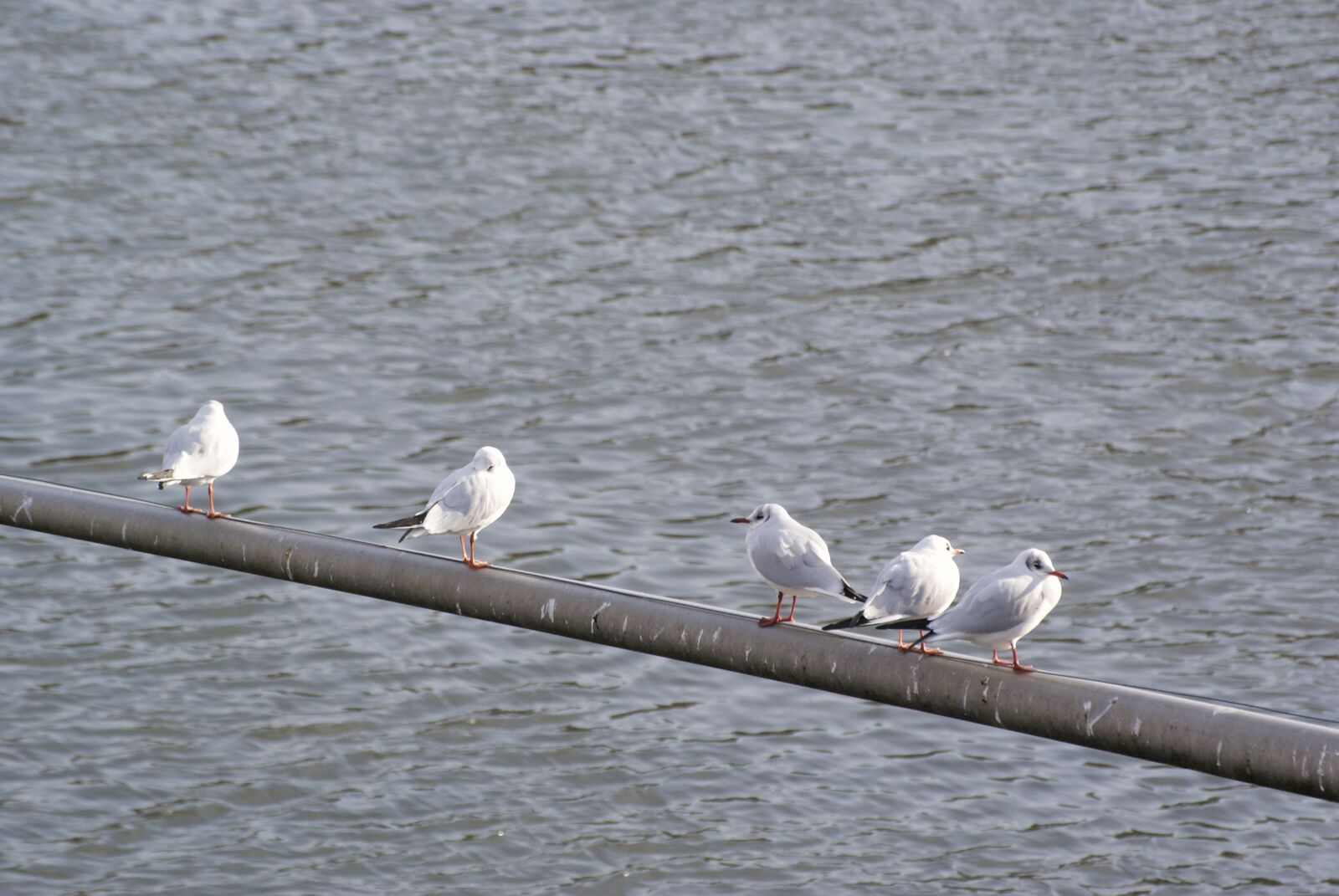Sony Alpha DSLR-A300 sample photo