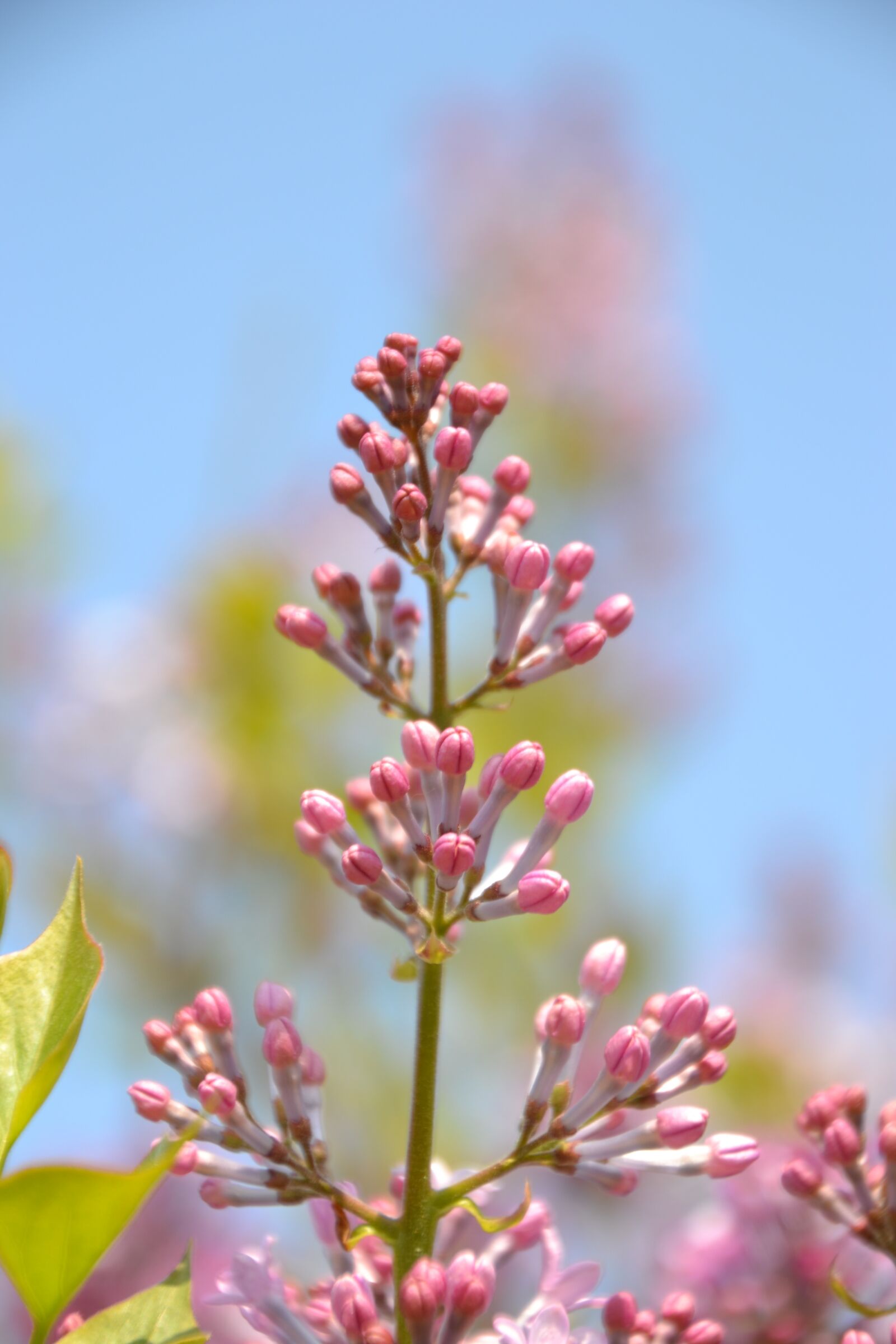 Nikon D3100 sample photo. Lilac, bush, spring photography