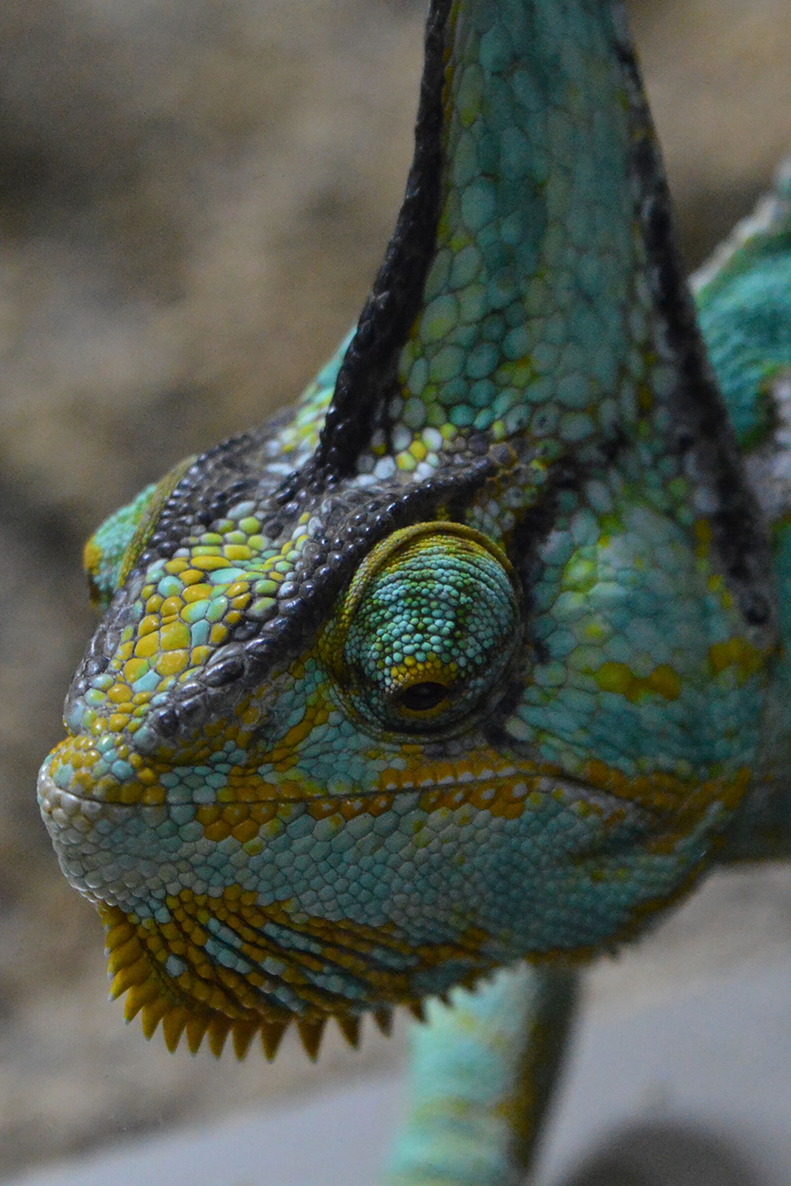 Nikon D3200 sample photo. Chameleon, helmkameleon, lizard photography