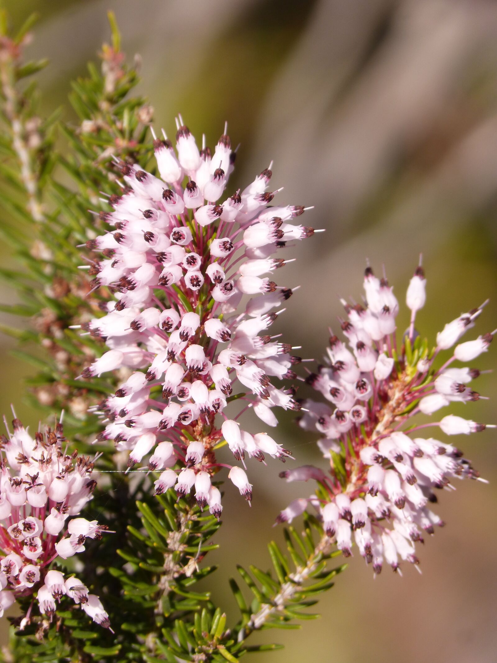 Panasonic DMC-FZ62 sample photo. Erica multiflora, heather winter photography