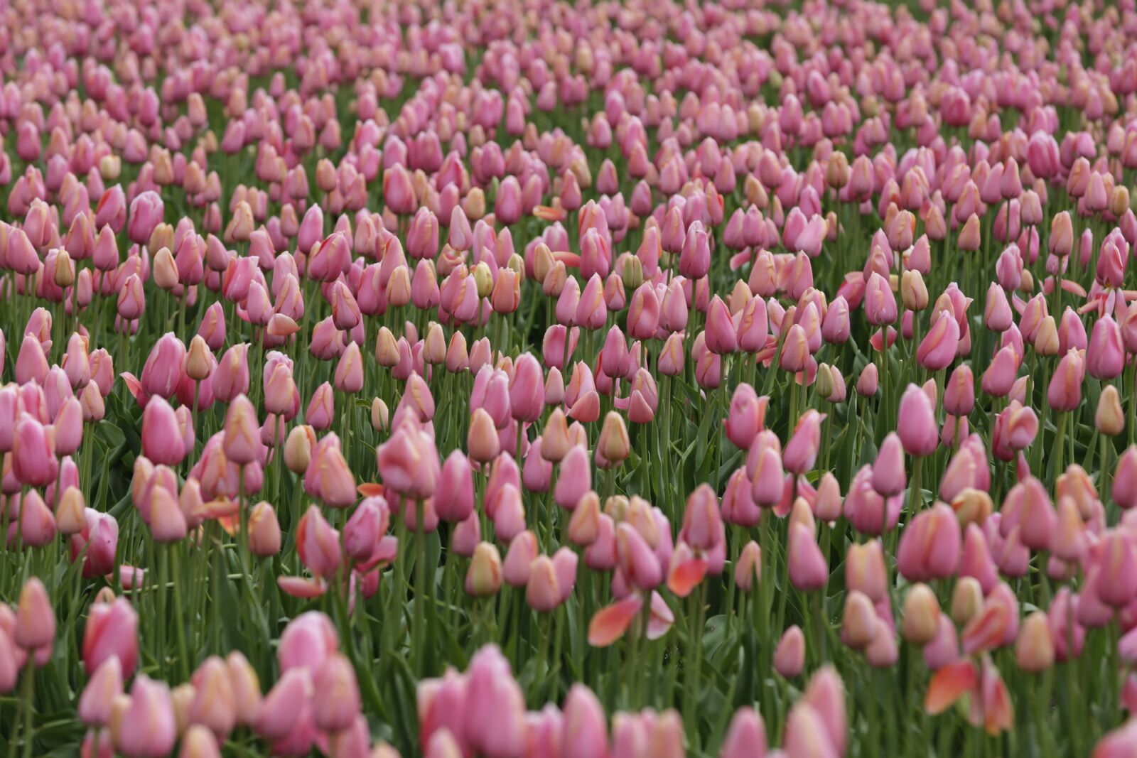 Canon EF 70-200mm F2.8L IS II USM sample photo. Tulips, pink, sky photography