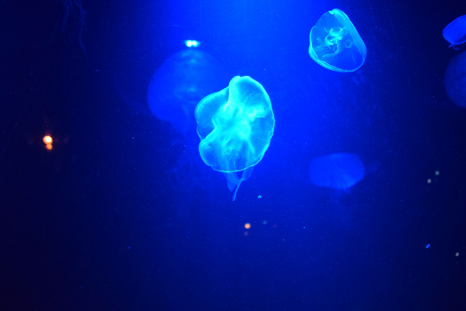 Nikon D3300 sample photo. Jellyfish photography