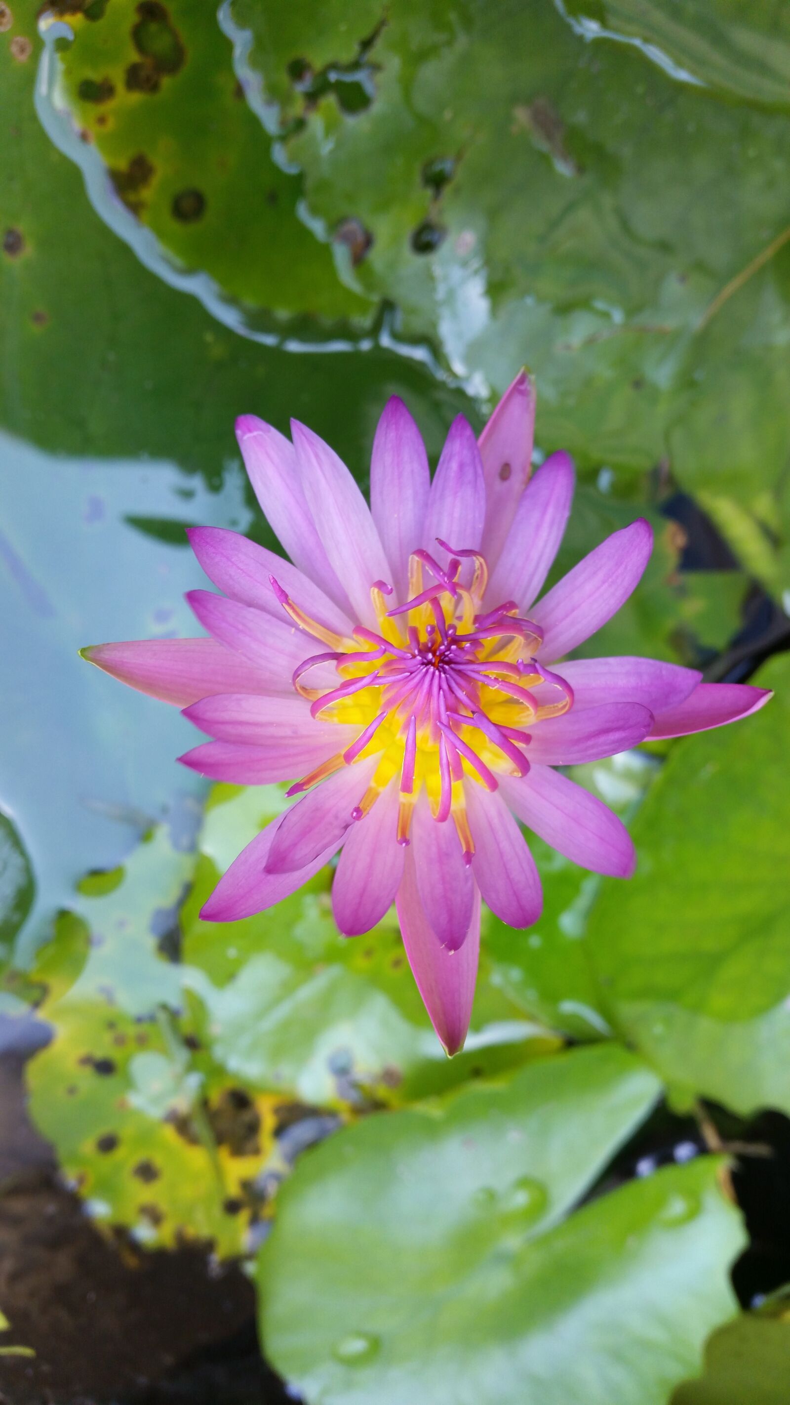 Samsung Galaxy S5 sample photo. Flower, lotus thai, lotus photography