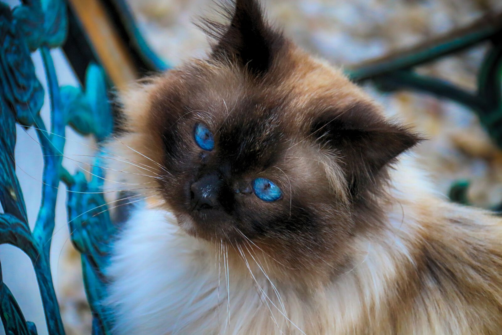 Canon EOS 70D sample photo. Animals, cat, portrait photography