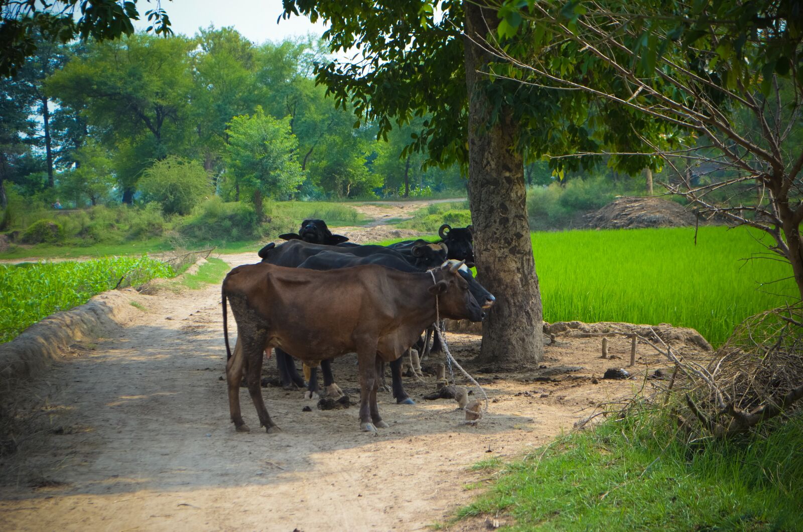 Nikon D5100 sample photo. Buffaloes, livestock, village photography