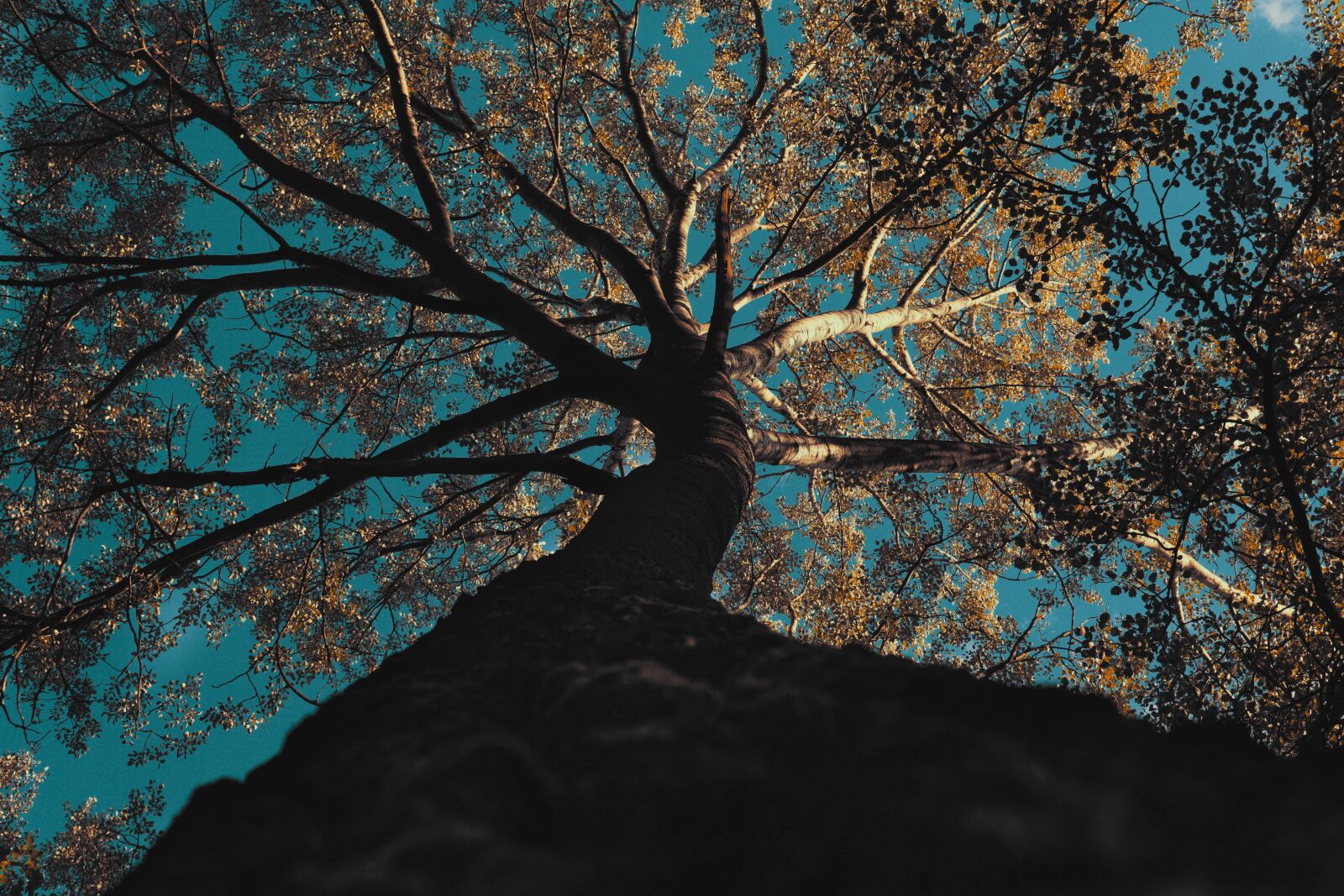 Sony a6500 sample photo. Forest, tree, nature photography