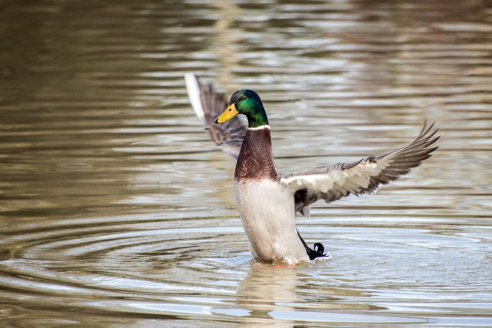Nikon D500 sample photo. Duck, mallard, wing photography