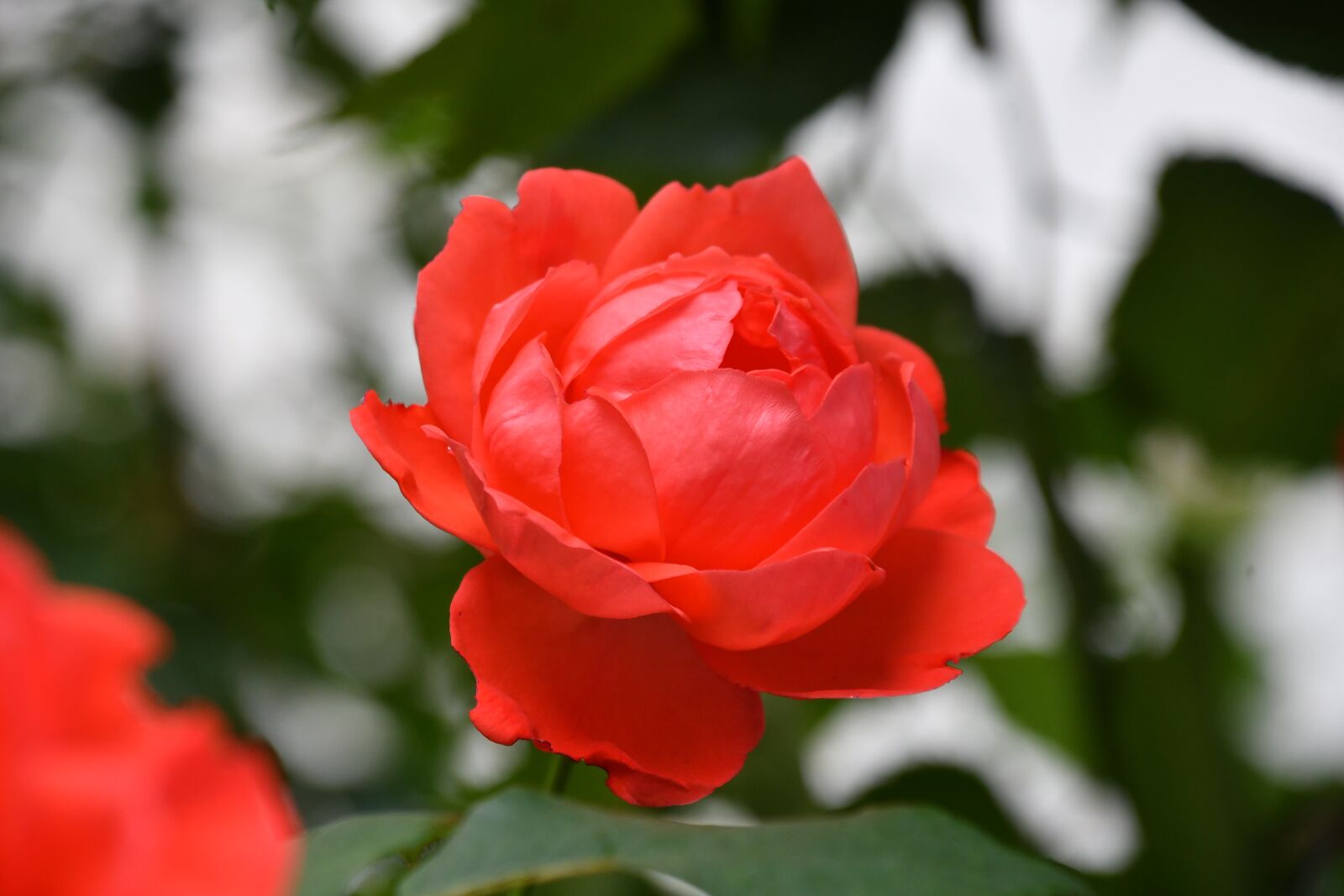 Nikon D500 sample photo. Rose, red petals, flowers photography
