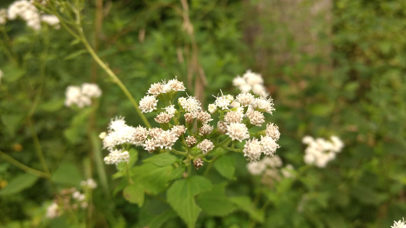 Motorola Moto G (4) sample photo