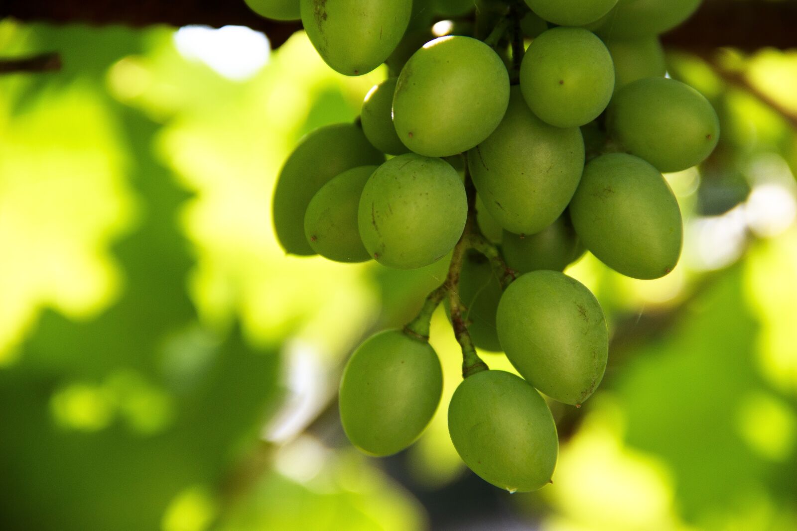 Canon EOS 650D (EOS Rebel T4i / EOS Kiss X6i) sample photo. Moldova, grapes, green photography