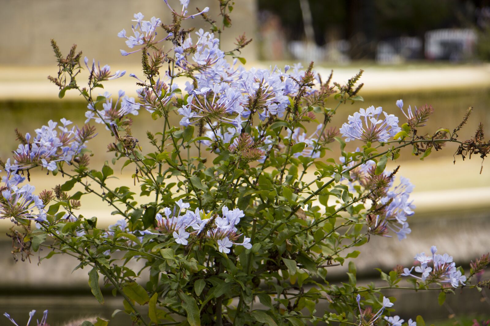 Canon EOS 700D (EOS Rebel T5i / EOS Kiss X7i) sample photo. Flower, garden, pot photography