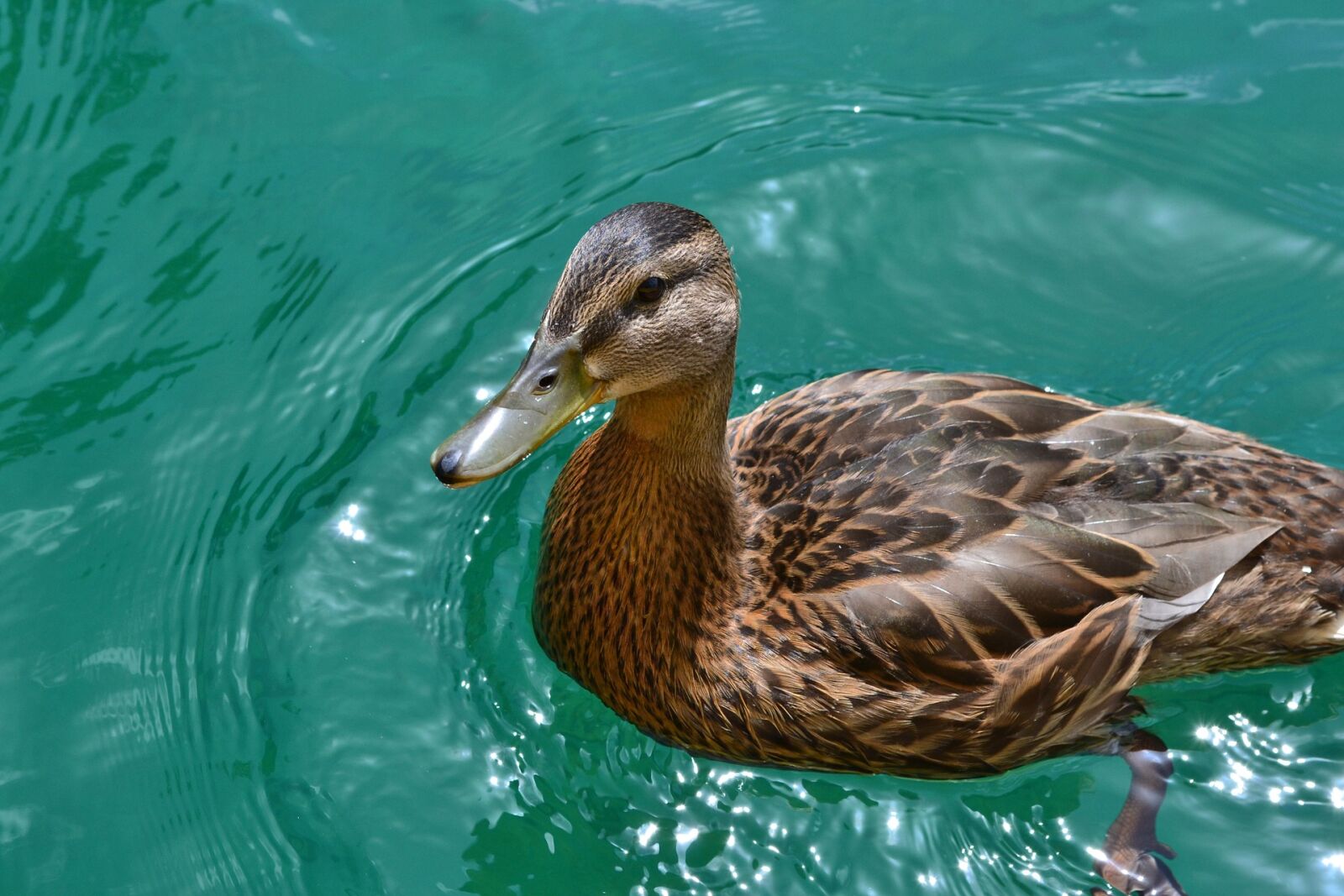 Nikon D3100 sample photo. Duck, female, lake, mother photography