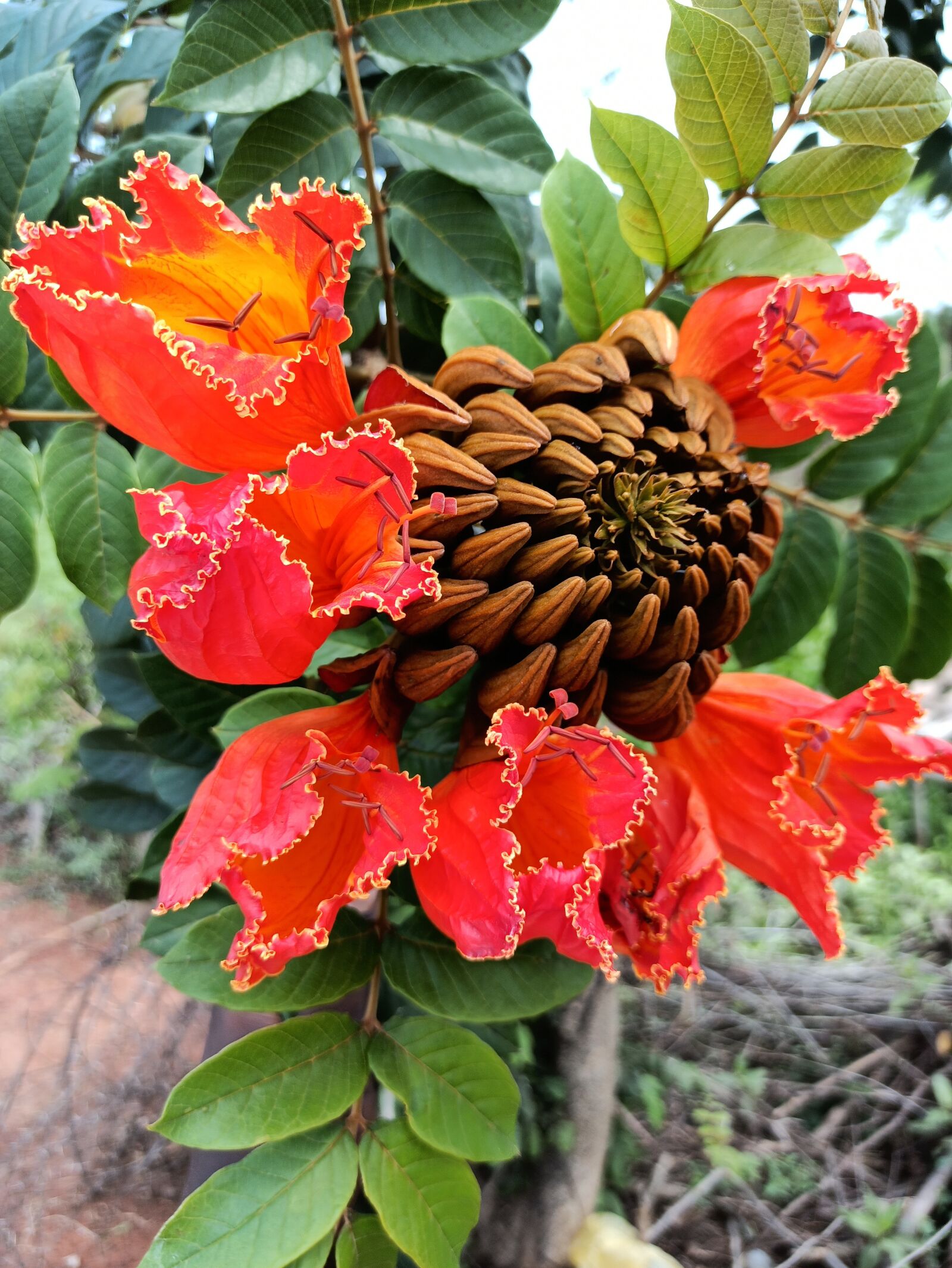 Xiaomi Redmi Note 8 Pro sample photo. Flower, rose, jul photography
