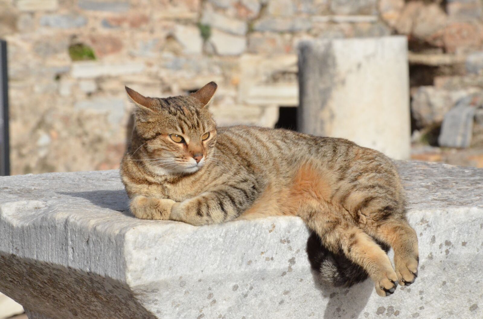 Nikon D7000 sample photo. Cat, cats, sample photography