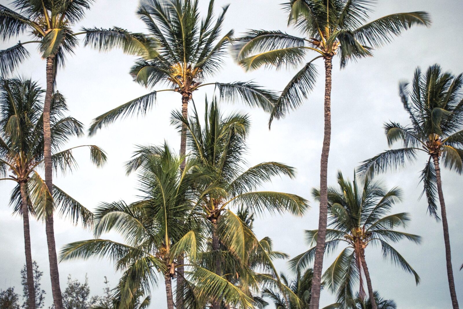 Nikon D5200 sample photo. Palm tree, coconut, beach photography
