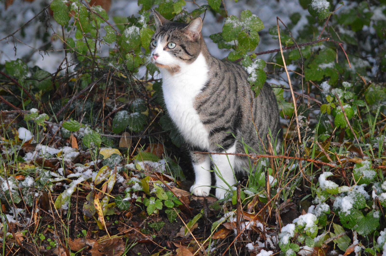 Nikon D3200 sample photo. Cat, animal, nature photography