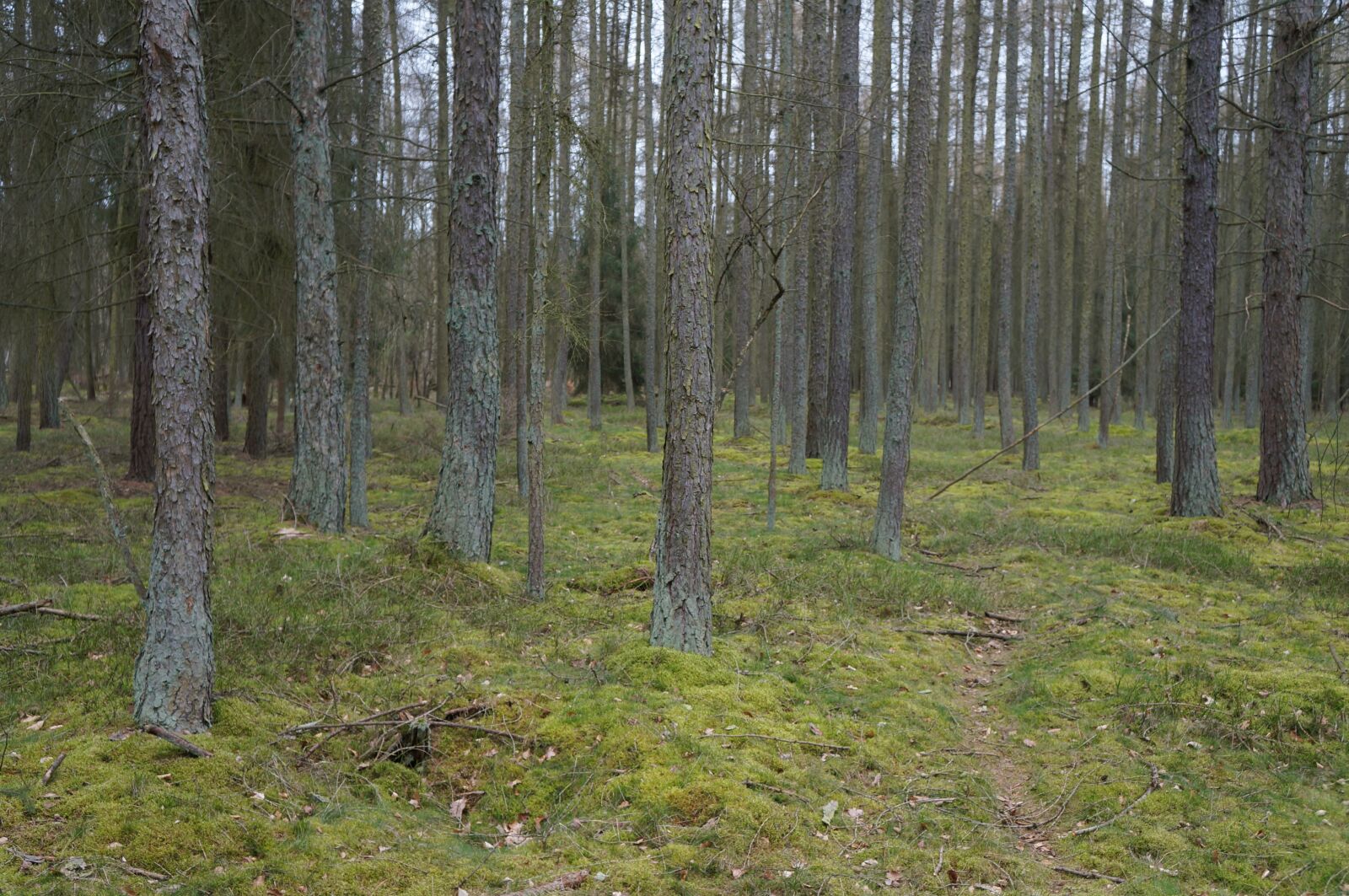 Sony Alpha NEX-F3 + Sony E 18-55mm F3.5-5.6 OSS sample photo. Woods, nature, landscape photography