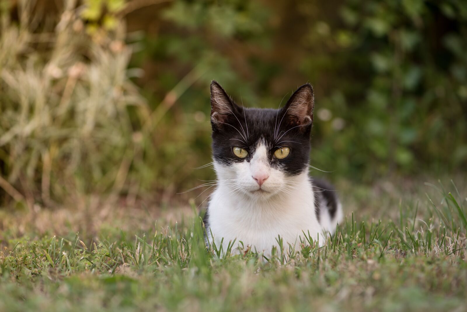 Nikon D750 sample photo. Kitten, cat, feline photography
